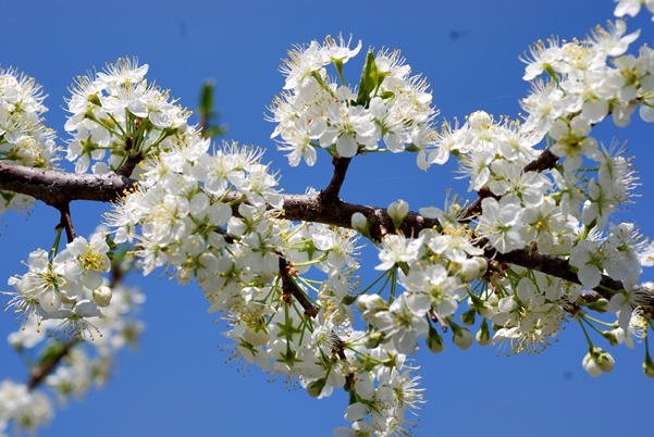 {Prunus hortulana}